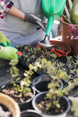 portrait gardener watering trimming seedlings crate