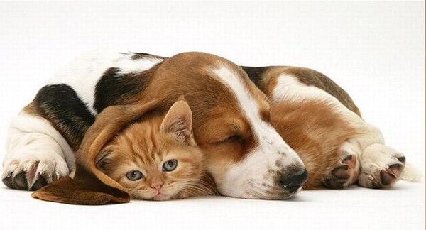 Chat et chien