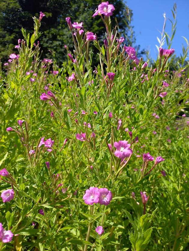 Epilobe à grandes fleurs 